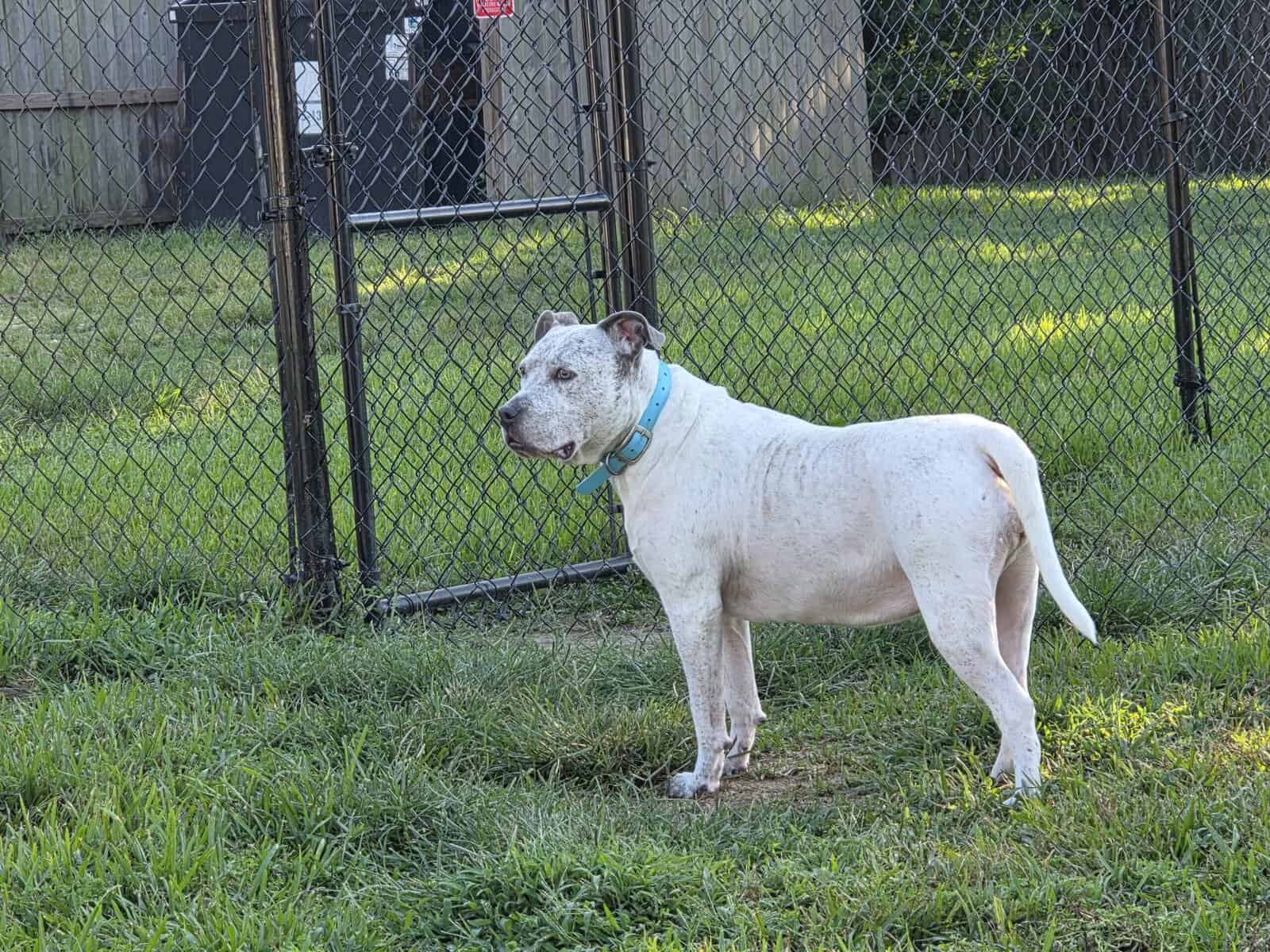 Adult female pitbull mix free to a good home image 3