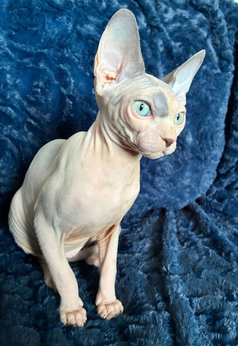 Hairless Sphynx Kittens image 1