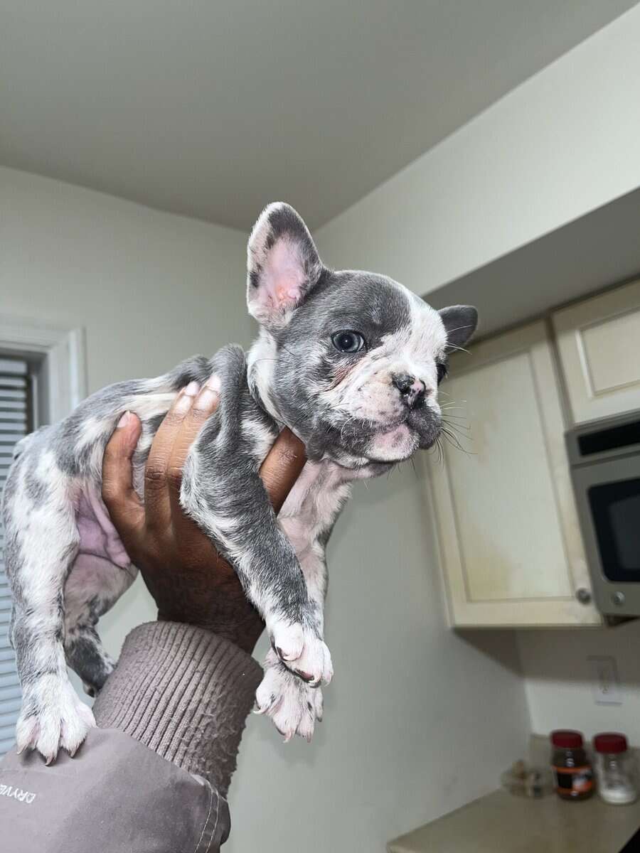 8 week old French bulldog image 1
