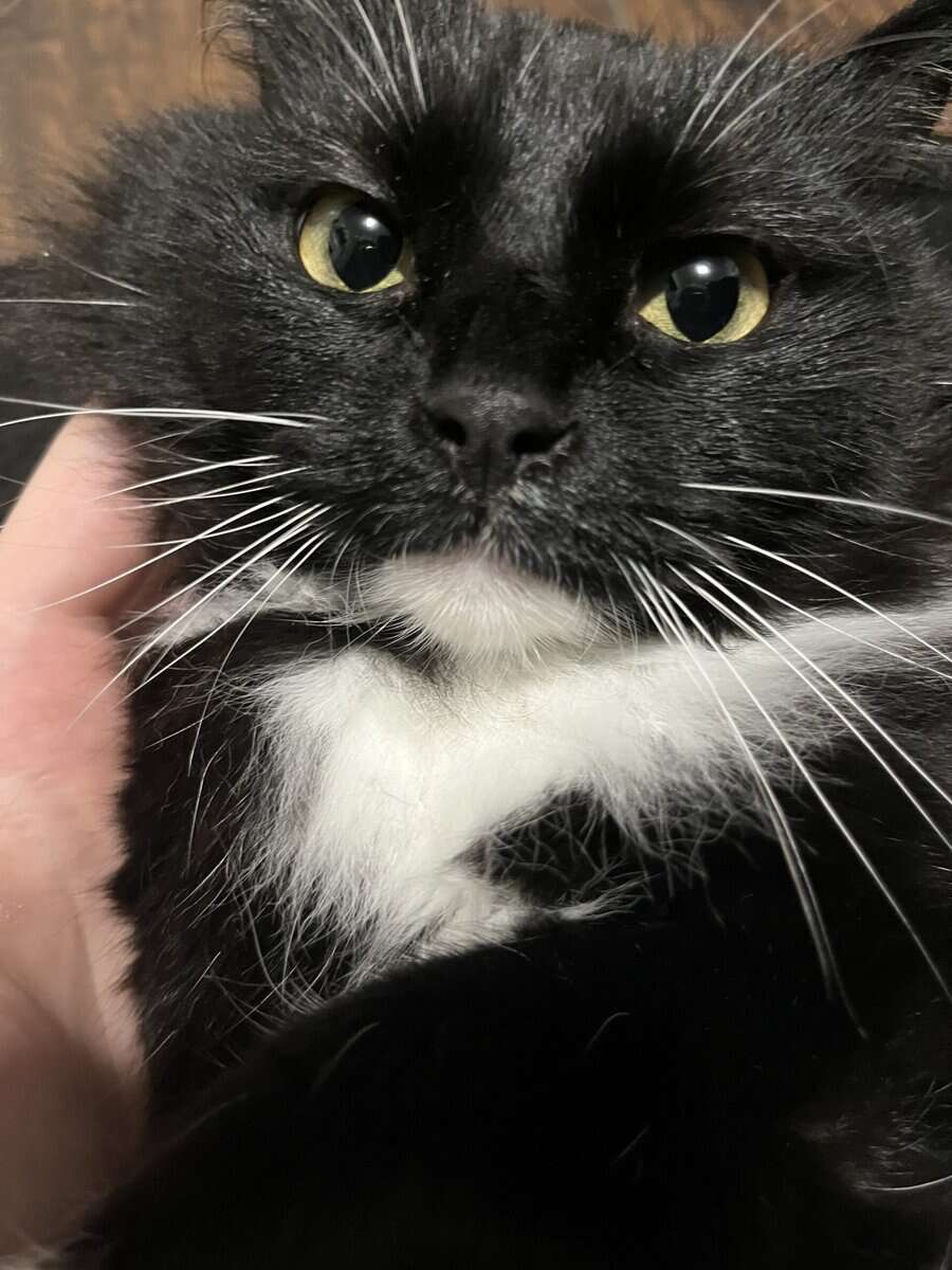 Sweet, Lazy Female Cat Needs a Home image 13