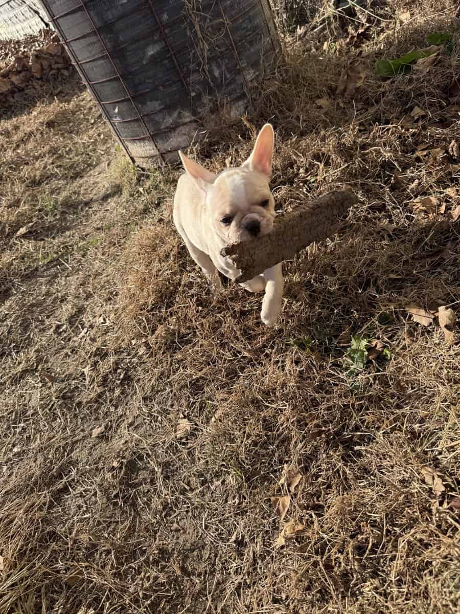 Purebred French bulldog pups image 8