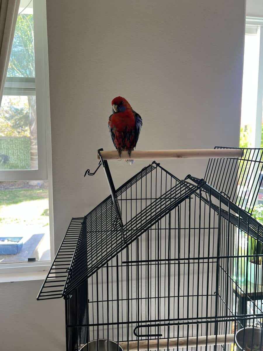 Jessie rosella parrot image 7