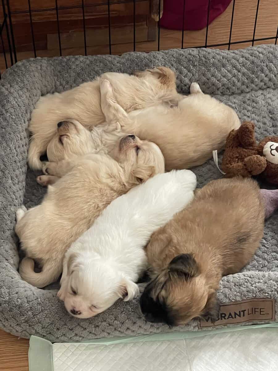 AKC Long Coat Chihuahua puppies. image 2