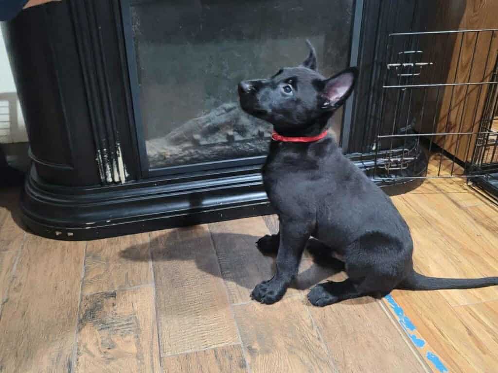 Belgian malinois pups image 13