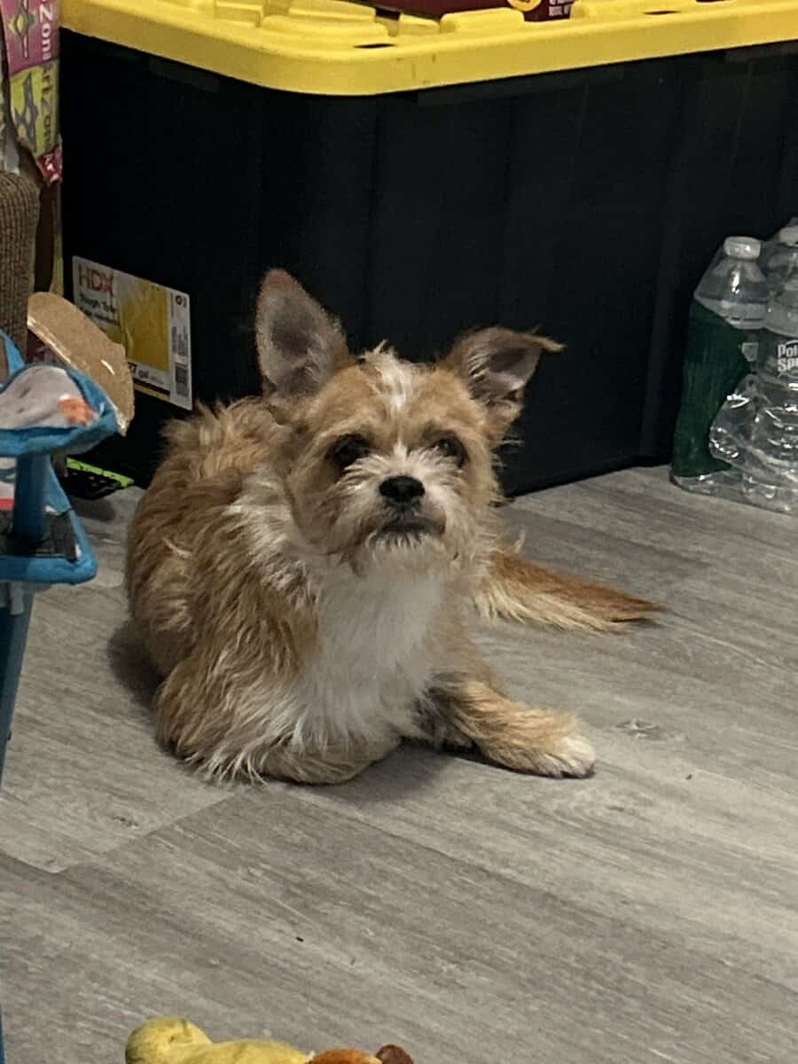 Small dog for sale image 2
