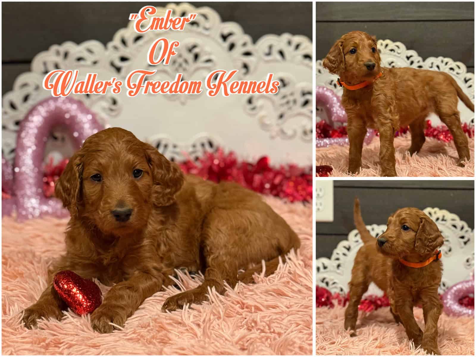 Irish Golden Doodles image 3
