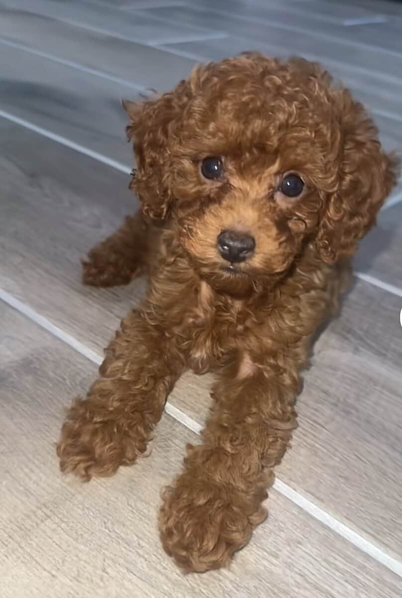 3 month old toy poodle puppy image 1