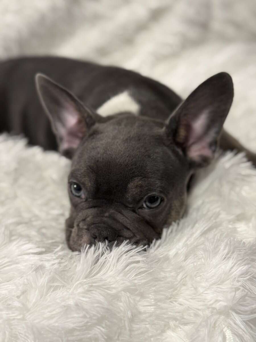 PRICE REDUCED - AKC French Bulldog Puppies image 6