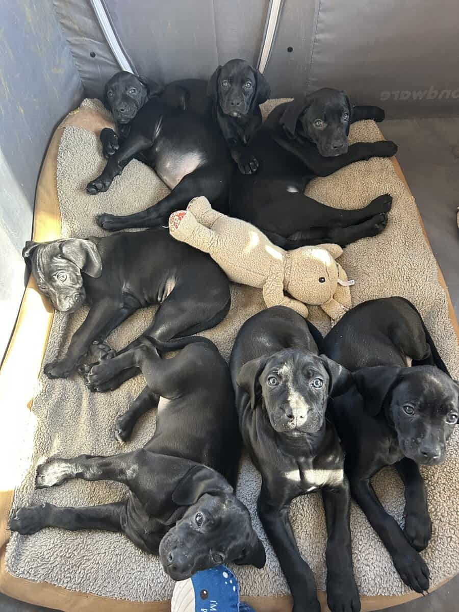 Boweimer pups image 15