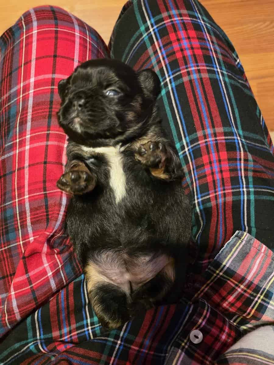 Full Fluffy French bull dog image 10