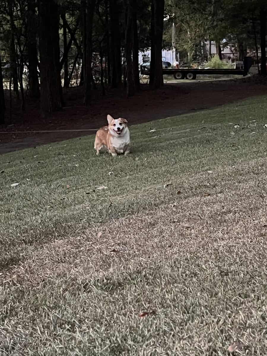 4yr old male corgi “Freddie” image 4