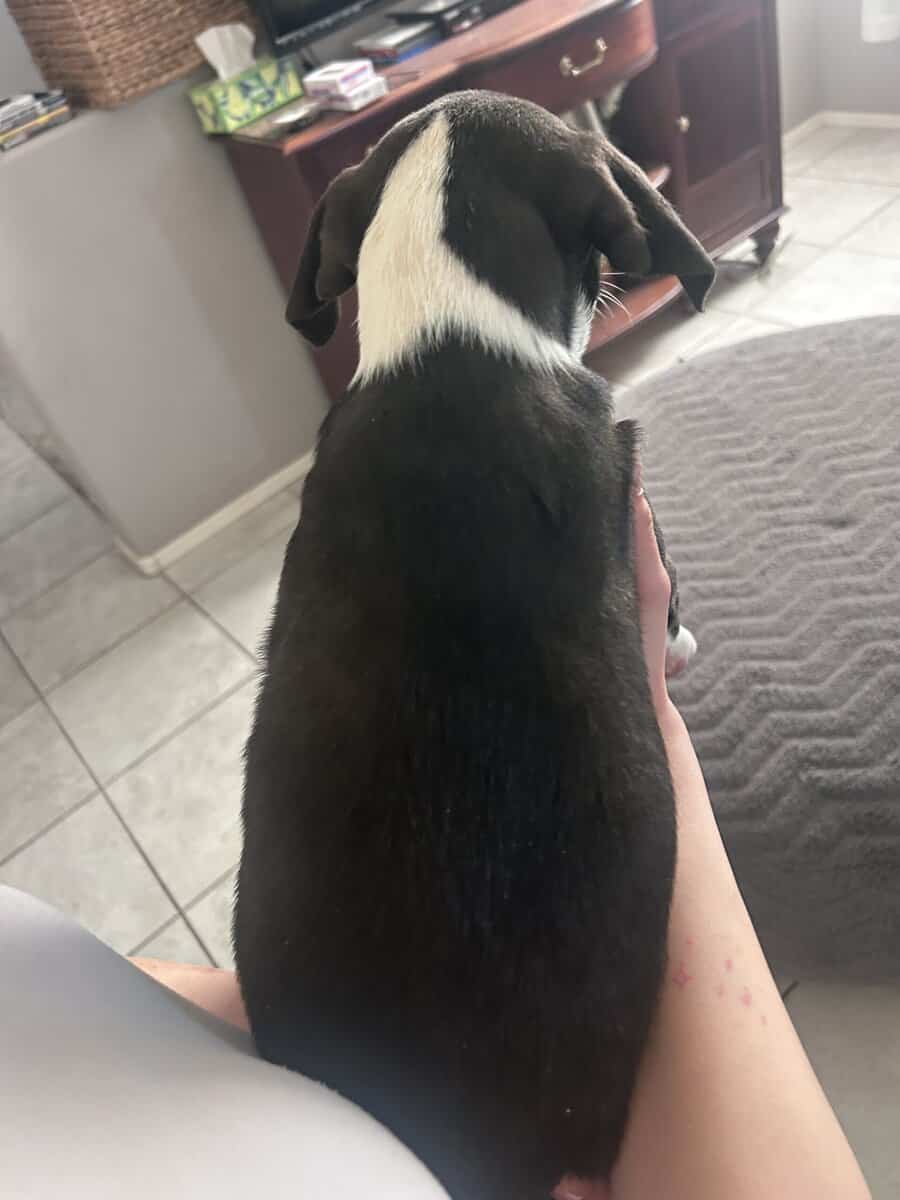 Selling Italian greyhound lab mix image 1