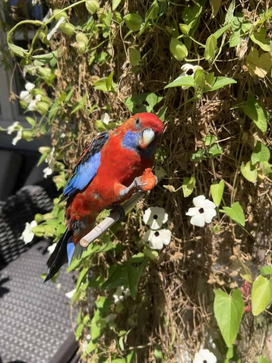 Jessie rosella parrot image 1
