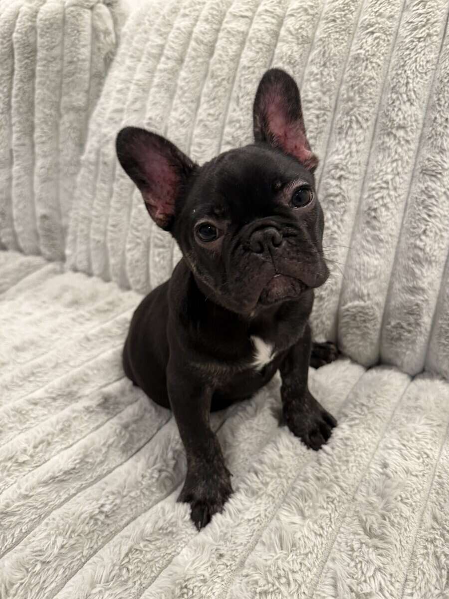 French Bulldog image 1