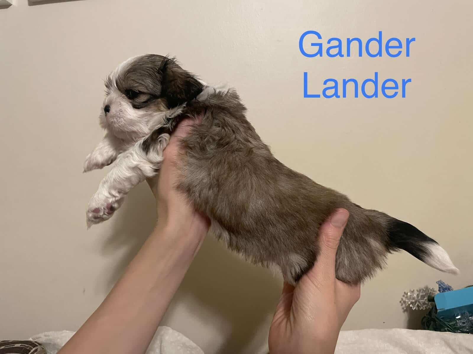 Shih Tzu Pups image 10