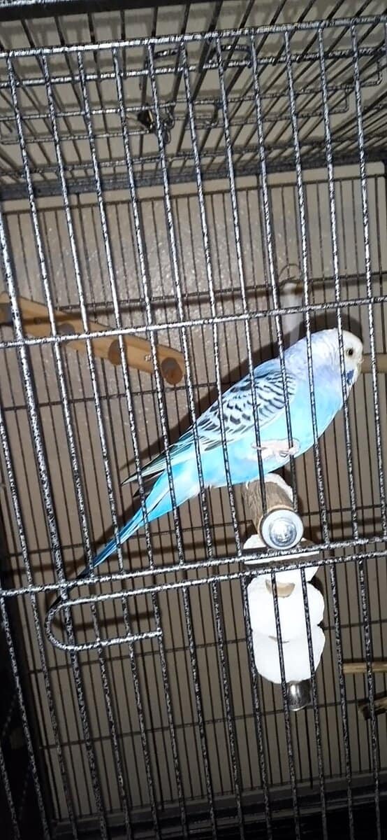 2-year-old female parakeet with cage supplies image 1