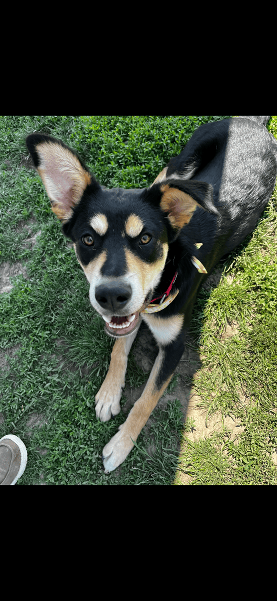 Free dog needs new home Husky/Rottweiler puppy image 4