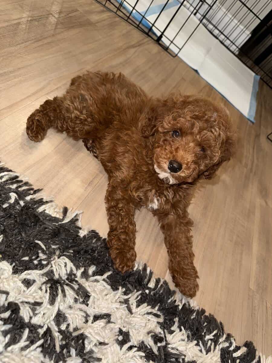 MINI POODLE PUPPY image 2