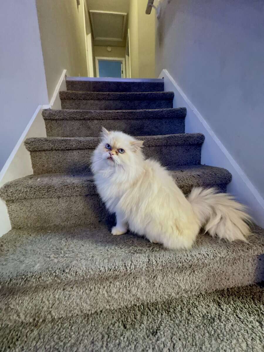 White male Persian image 2