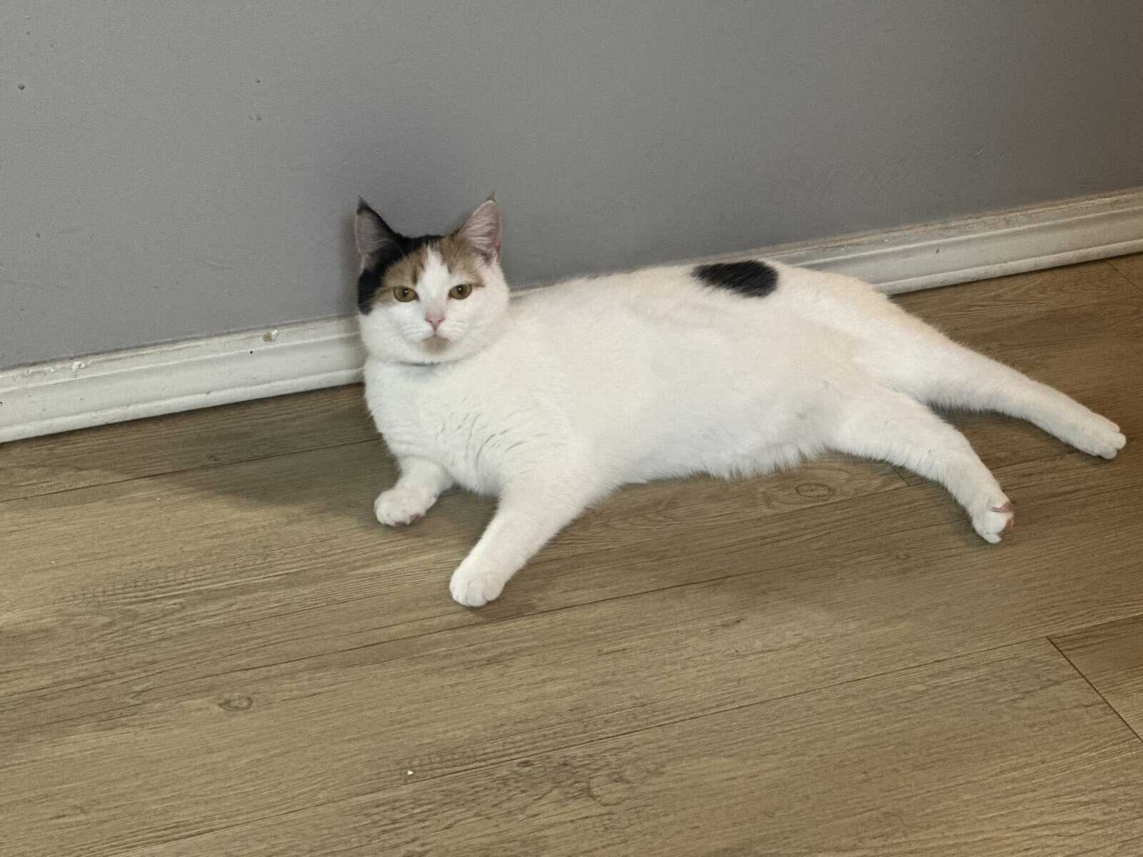 Manx Cat Femal for Sale image 3