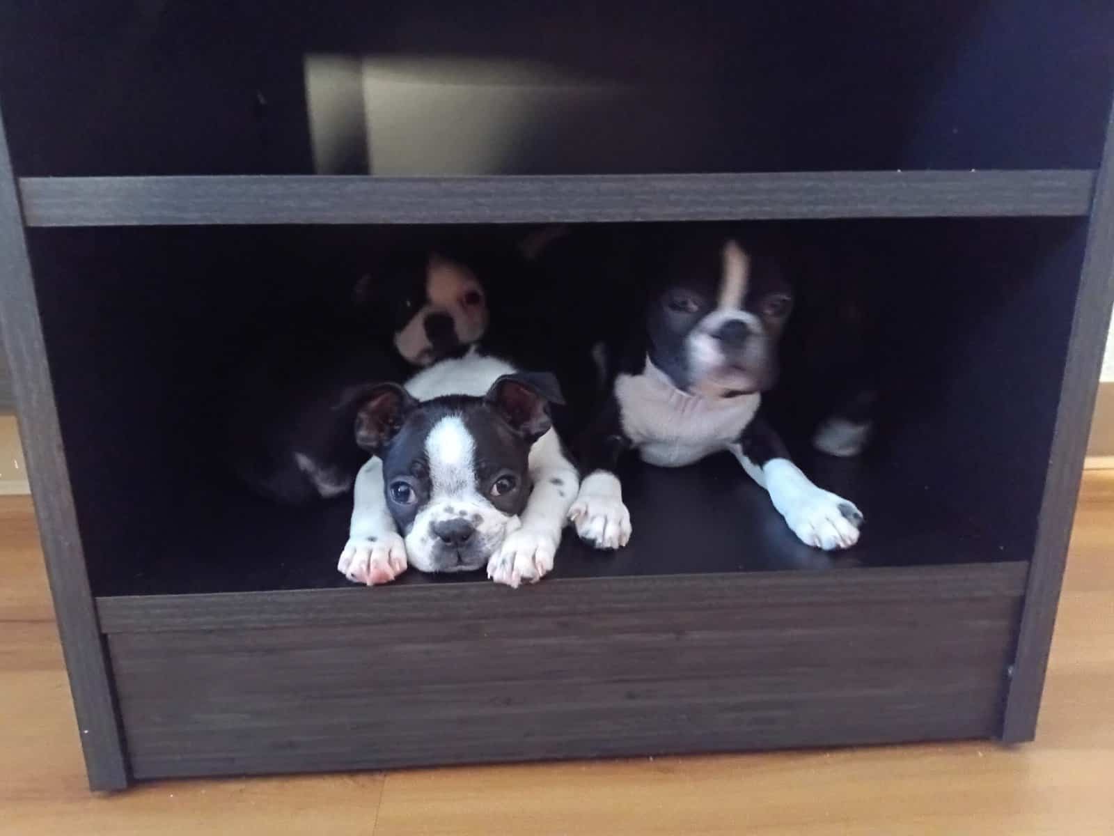 Boston Terrier Pup-Ready for Christmas! 🎄 image 6
