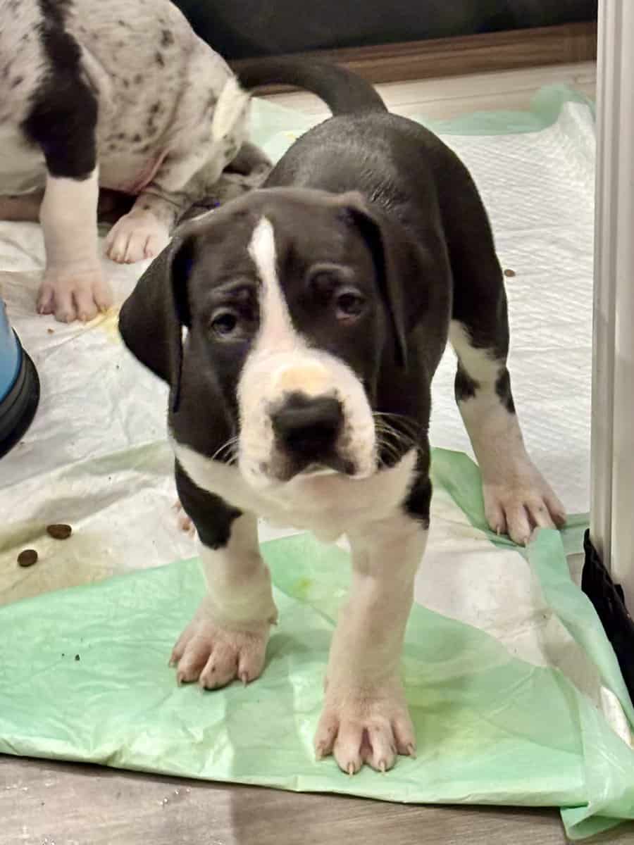 Great Dane puppies image 17