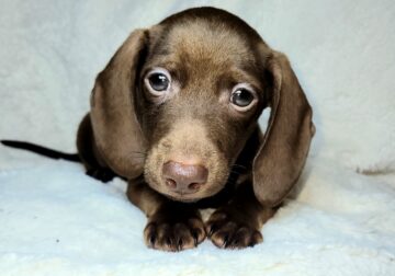 Miniature dachshund