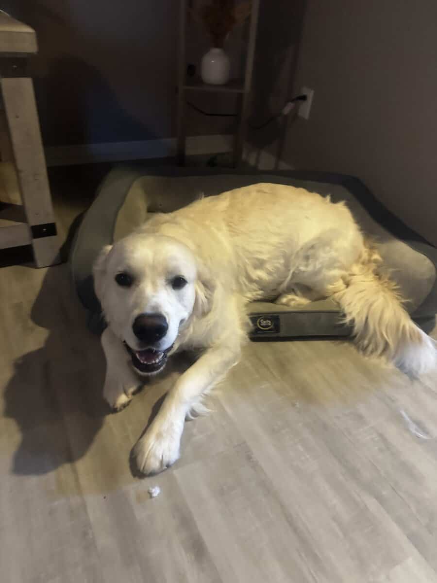 English cream golden retriever image 2
