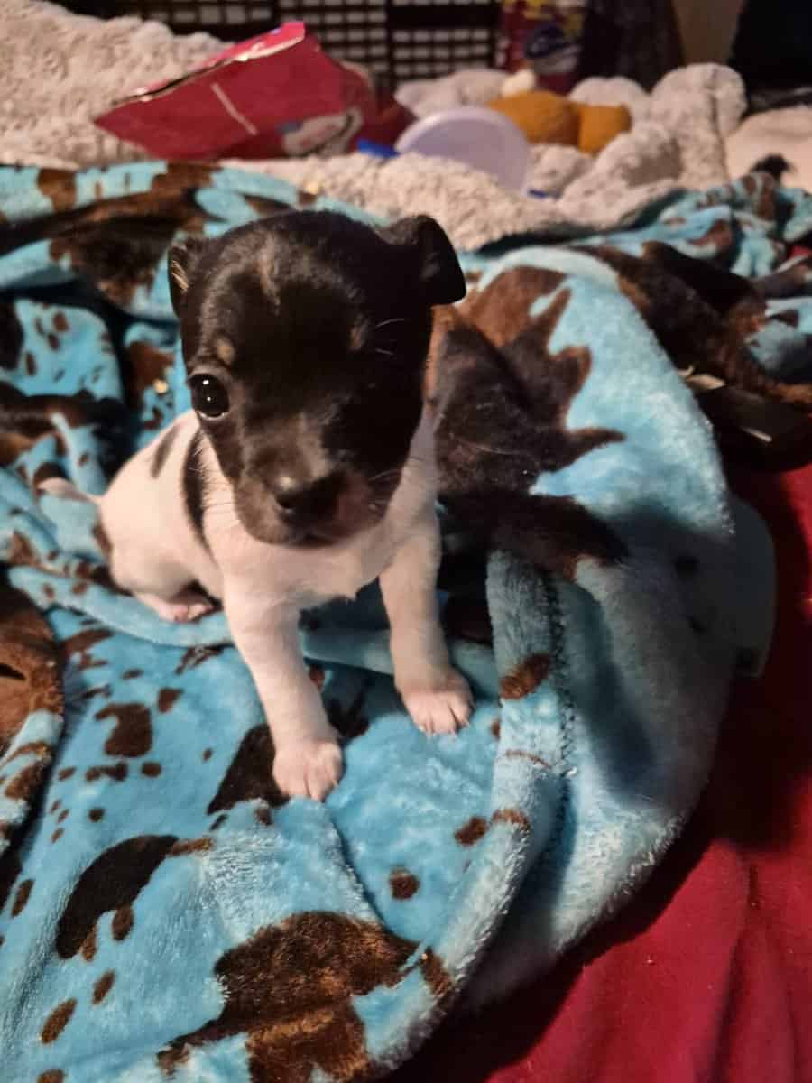 Chichuha puppies image 4
