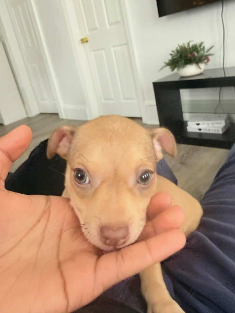 Chihuahua loving pup image 3