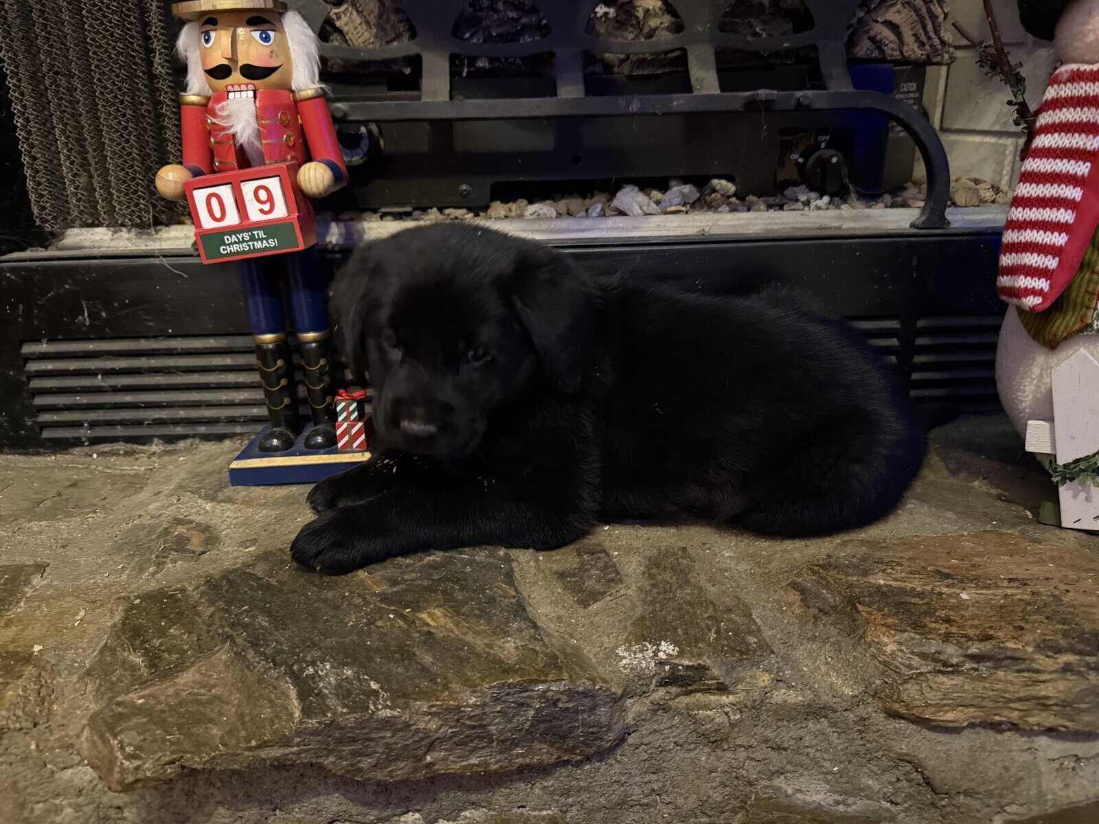 Goldador puppies image 1