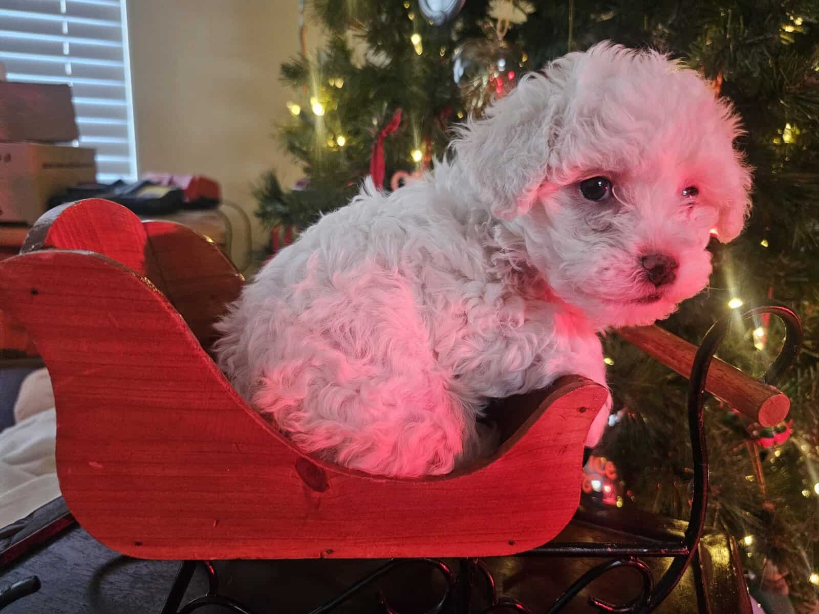 Bichon Maltipoo Puppies image 3