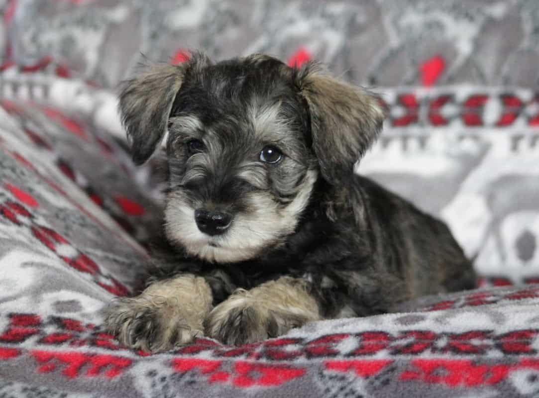 Miniature Schnauzer Puppies! image 3