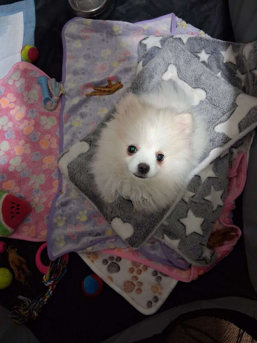 Full bread boy Pomeranian image 1