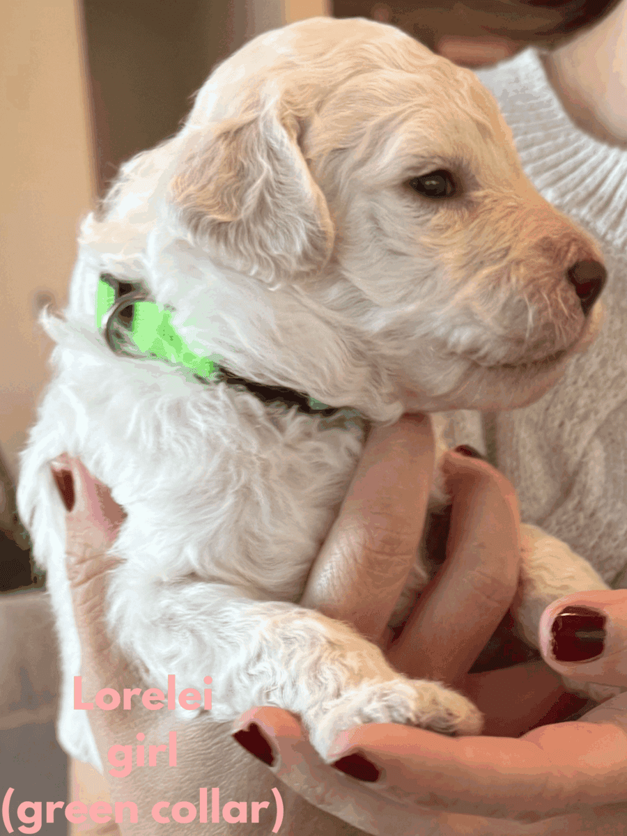 Medium Doubledoodle Goldendoodle Labradoodle Pups image 3