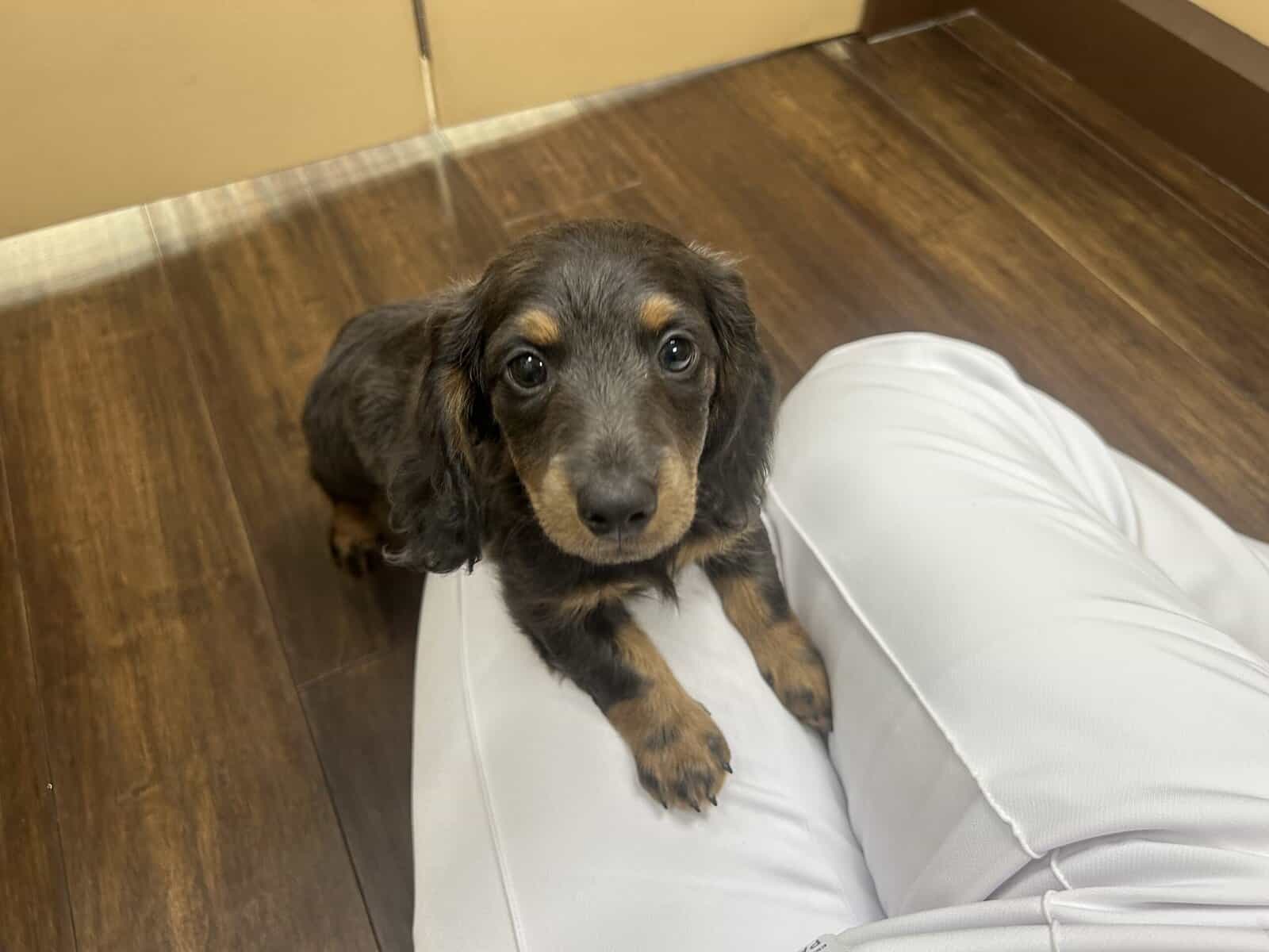 Puppy dachshund. image 3