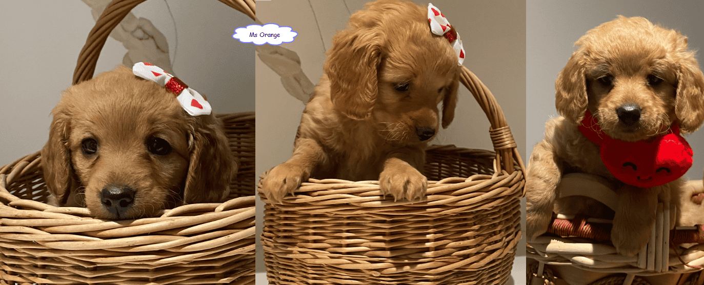 Mini-Golden Doodle Pups (Teacup to Toy size) image 2