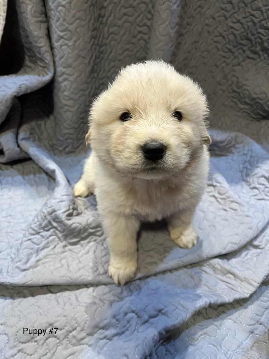5 Farm Pups image 20