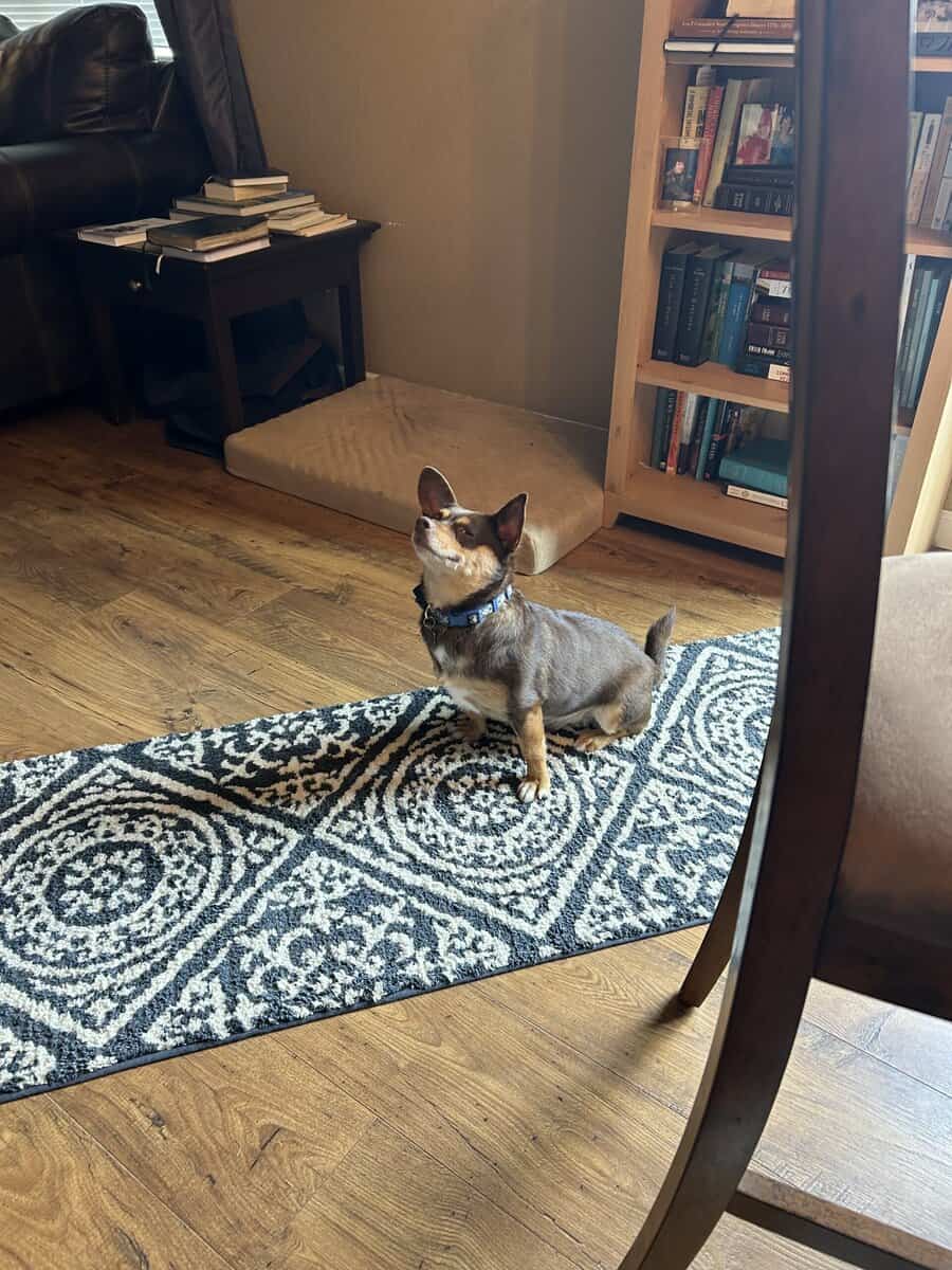 Adult Chihuhua Mix Looking for Loving Home image 6