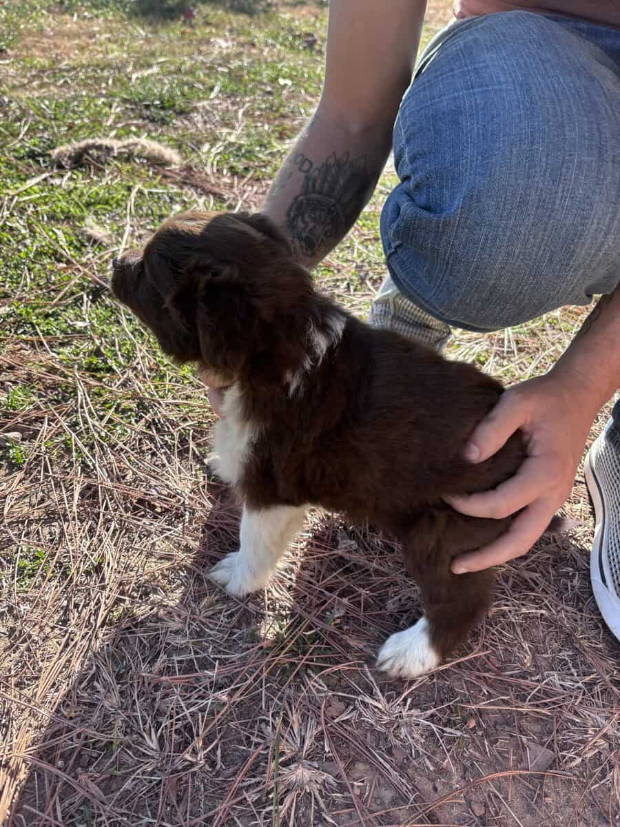 Mini/toy Aussies image 10
