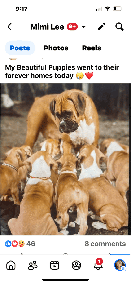 AKC boxer puppies raised in the home parents healt image 6