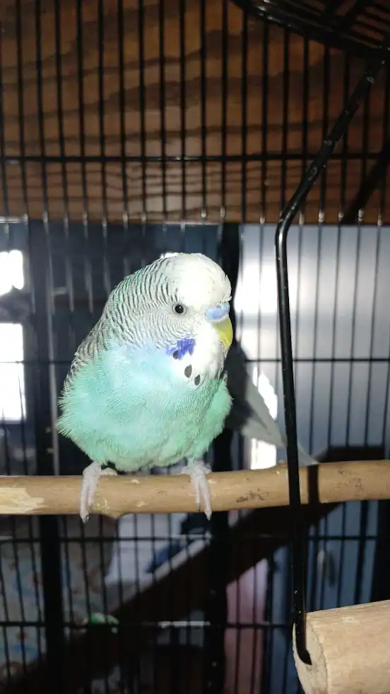 (SOLD)Snowflake & Oreo-2 light blue male budgies image 1