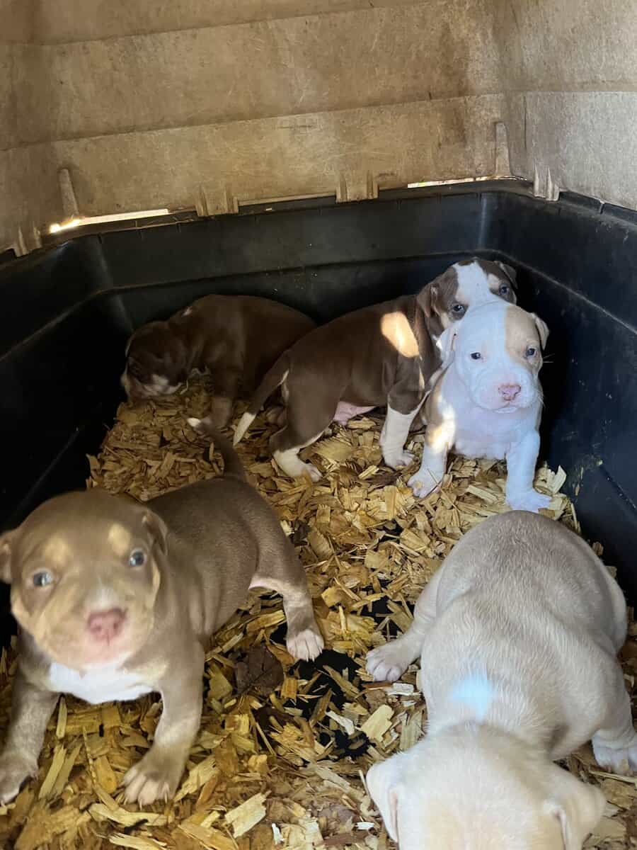 Puppies for rehoming image 2