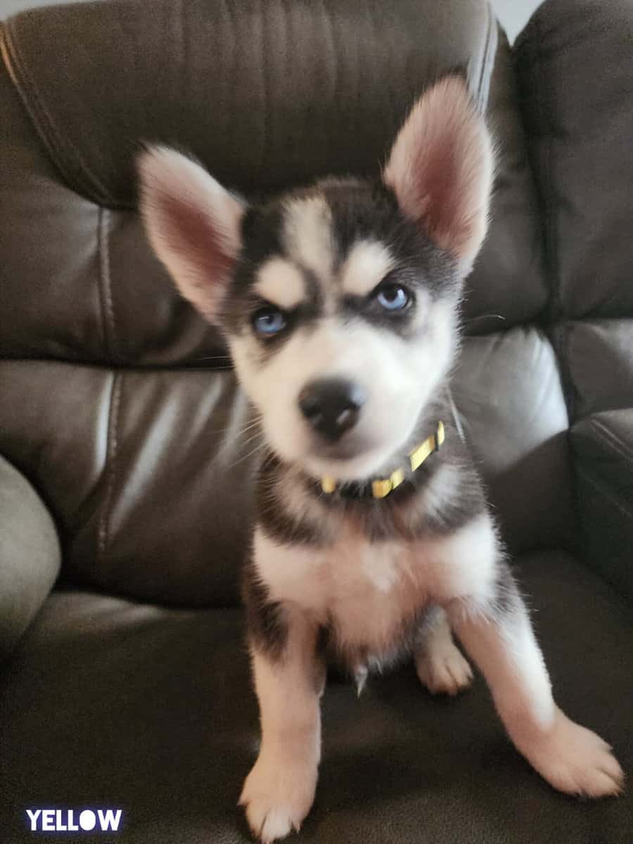 Husky puppies image 8