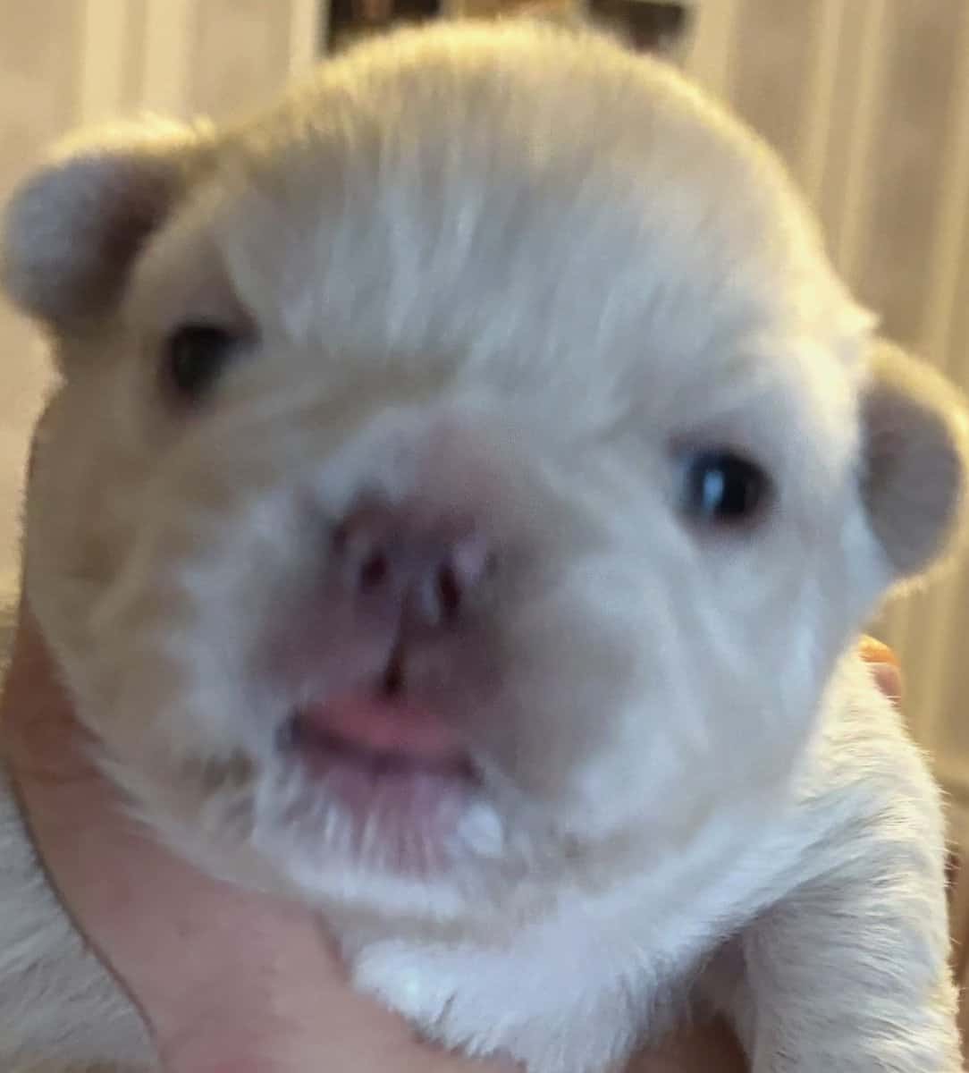 French Bulldog Puppies image 3