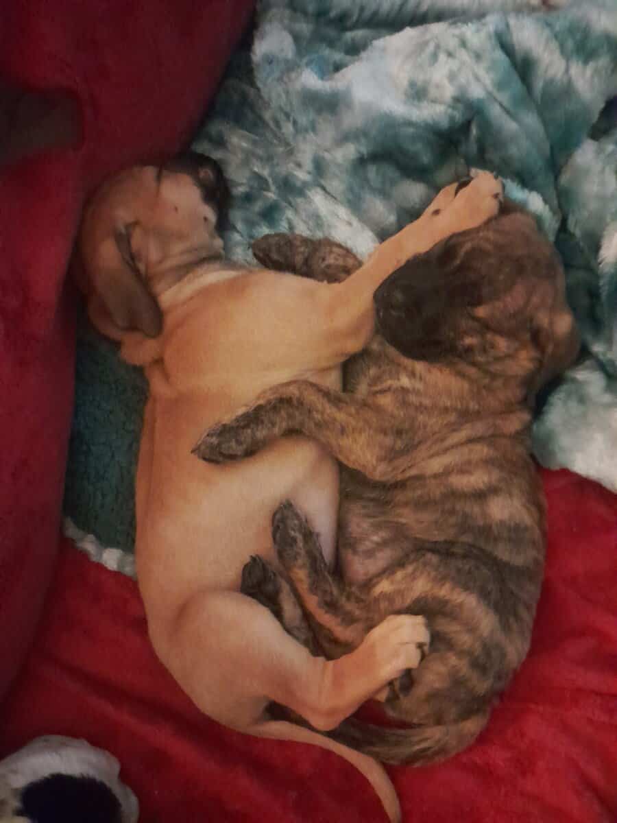 Free bull mastiff golden retriever mix puppies image 4