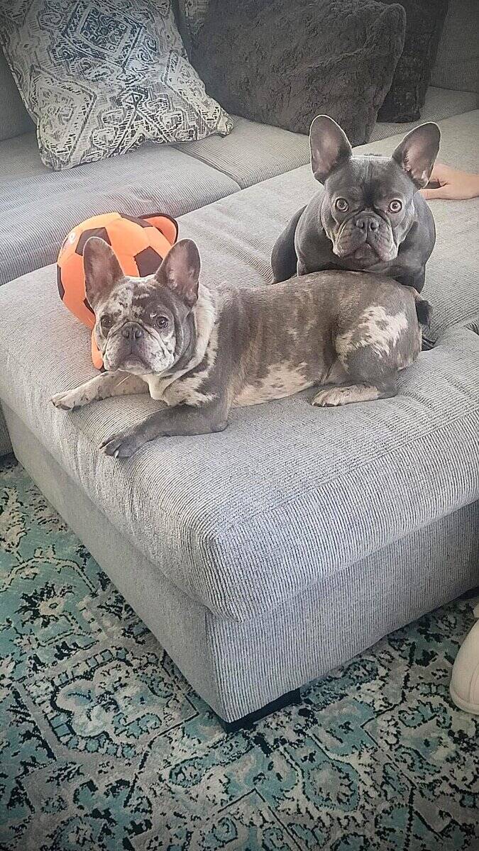 French Bulldog Puppies image 9
