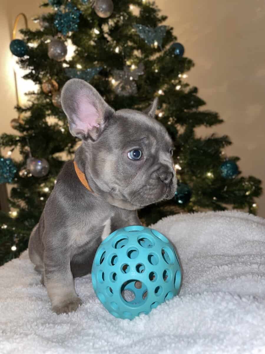 Kobe, French bulldog image 3