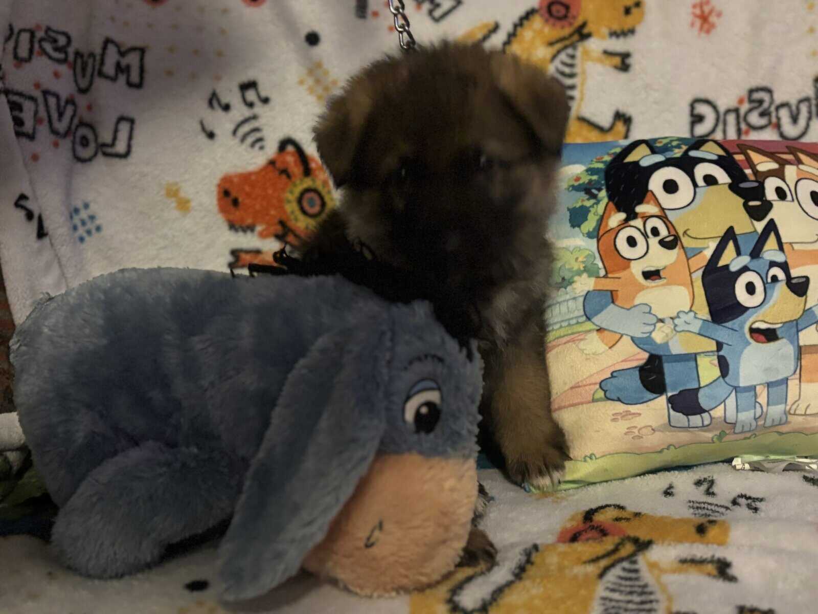 Full bred, German Shepherd puppies image 8