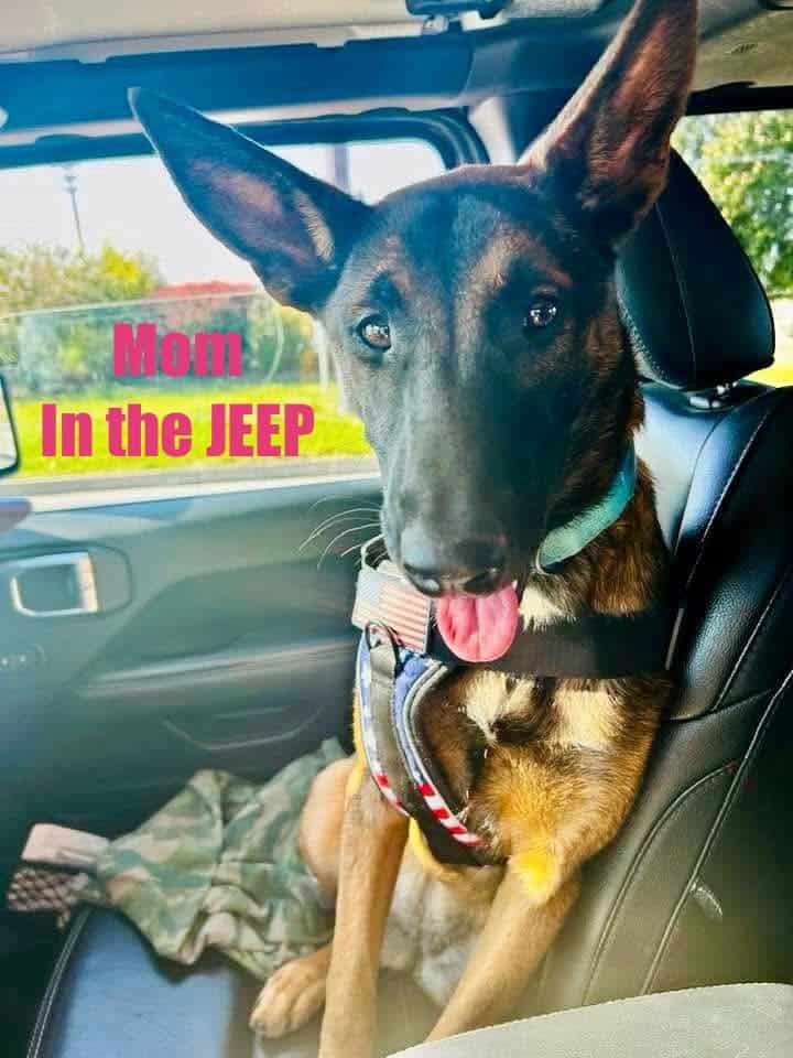 Malinois Pups ready for the holidays image 1